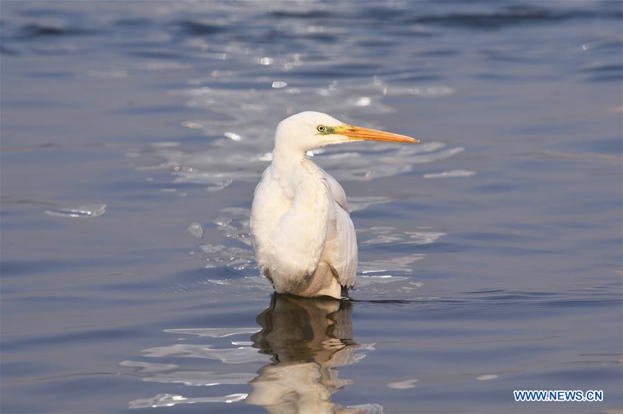 CHINA-GANSU-LANZHOU-WATERFOWL (CN)