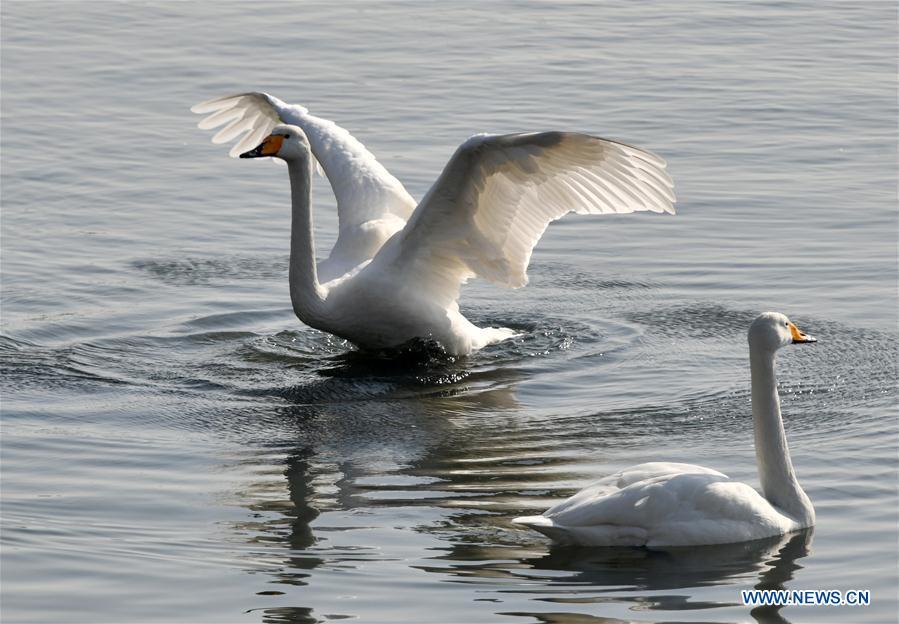 CHINA-SHANDONG-RONGCHENG-WINTER-SWAN (CN)