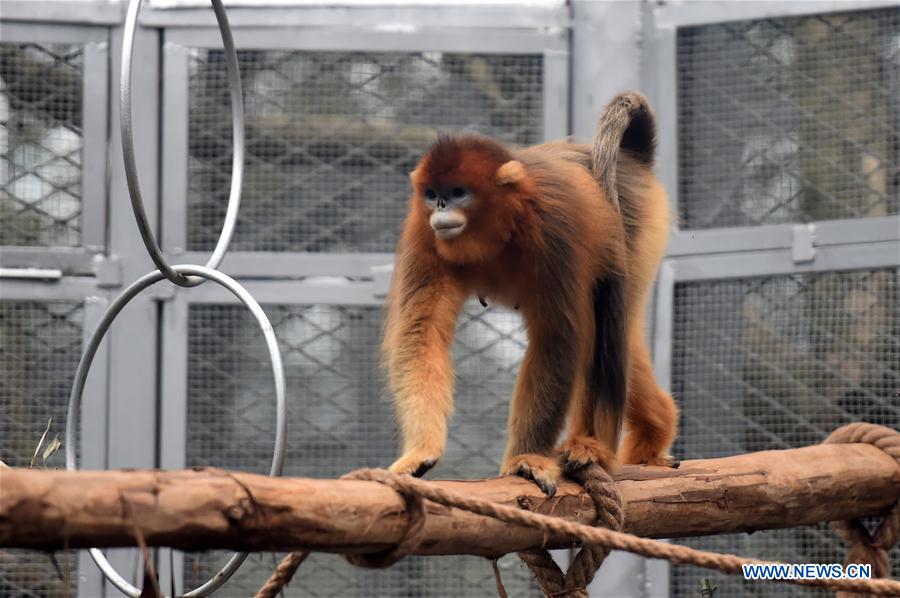 CHINA-CHONGQING-GOLDEN SNUB-NOSED MONKEY (CN)