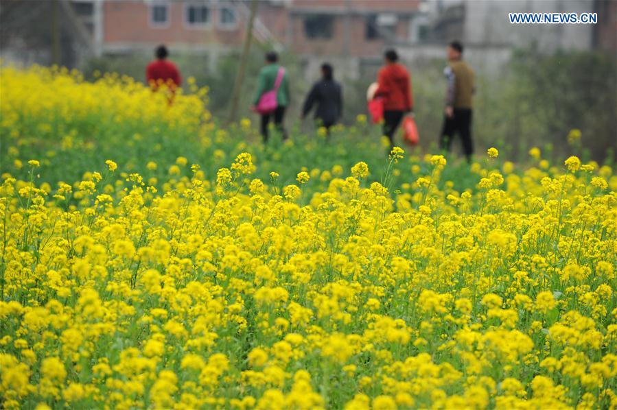 CHINA-GUIZHOU-COLE FLOWER-SCENERY (CN)