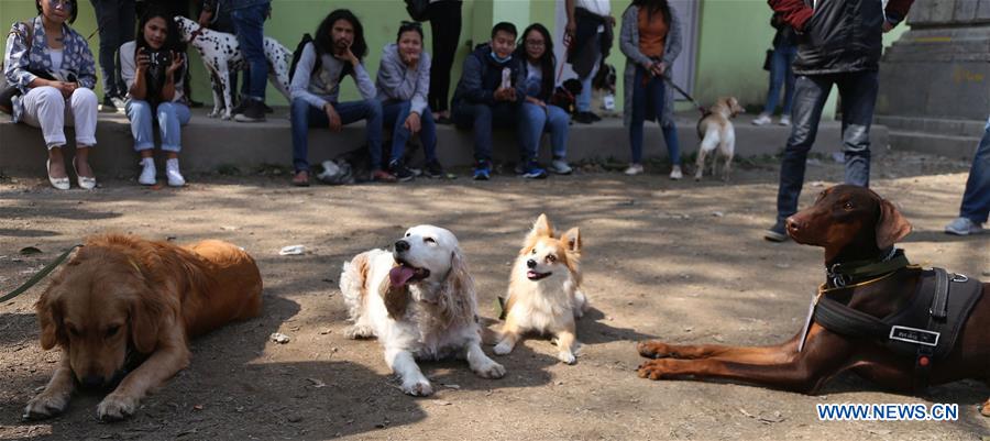 NEPAL-KATHMANDU-DOG SHOW