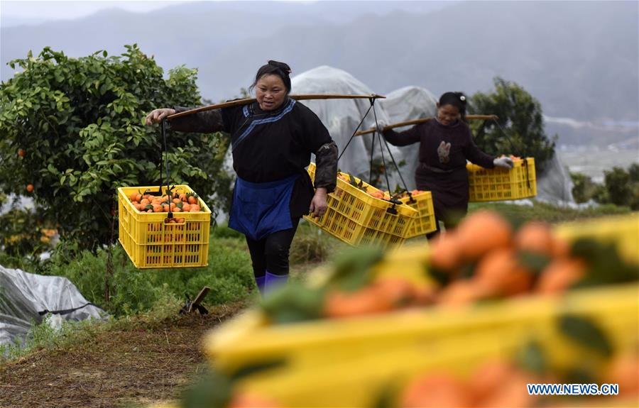 #CHINA-GUIZHOU-RONGJIANG-ORANGE HARVEST (CN)