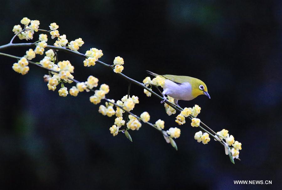 #CHINA-SPRING-SCENERY-BIRDS AND FLOWERS (CN)