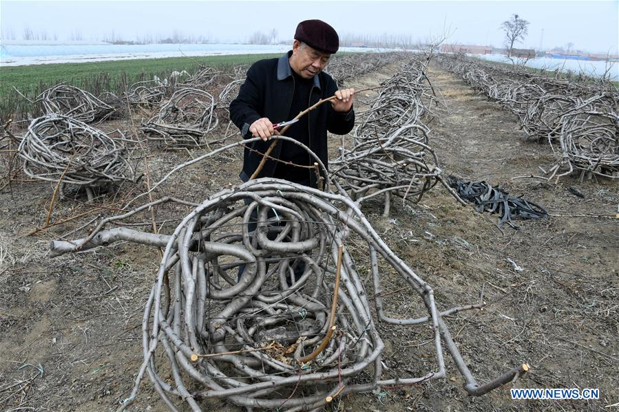 CHINA-SHANDONG-PEACH TREE-FURNITURE (CN)