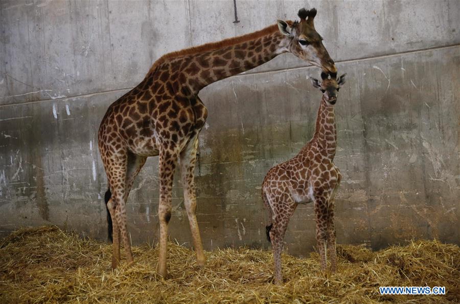 MIDEAST-JERUSALEM-GIRAFFE CALF