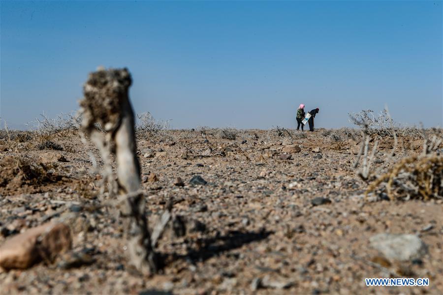 CHINA-INNER MONGOLIA-DESERT-GREENING (CN)