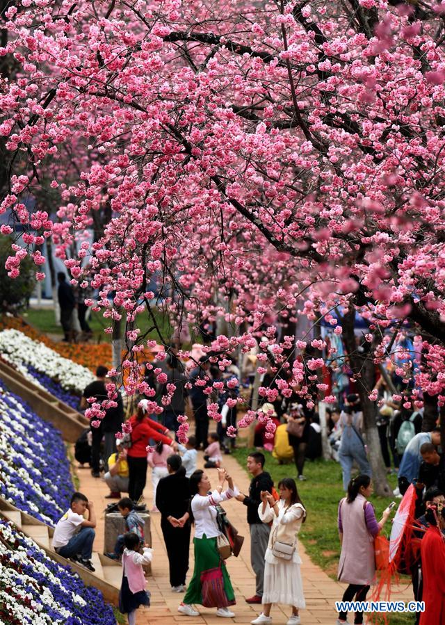 CHINA-YUNNAN-KUNMING-CHERRY BLOSSOM (CN)