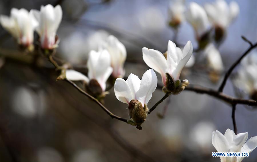 #CHINA-SPRING-FLOWERS (CN)