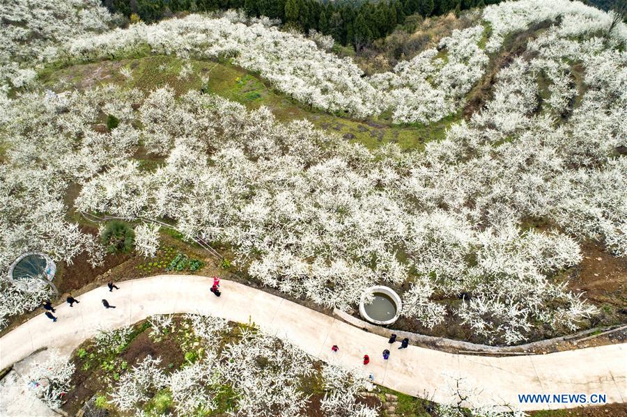 # CHINA-HUBEI-SPRING SCENERY-PLUM BLOSSOM (CN)