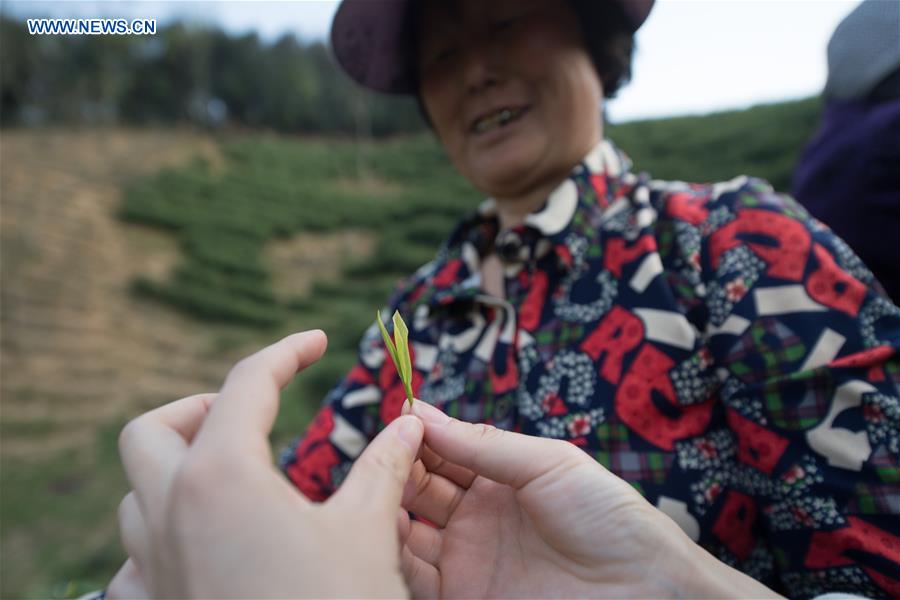 CHINA-ANJI-TEA BUSINESS (CN)