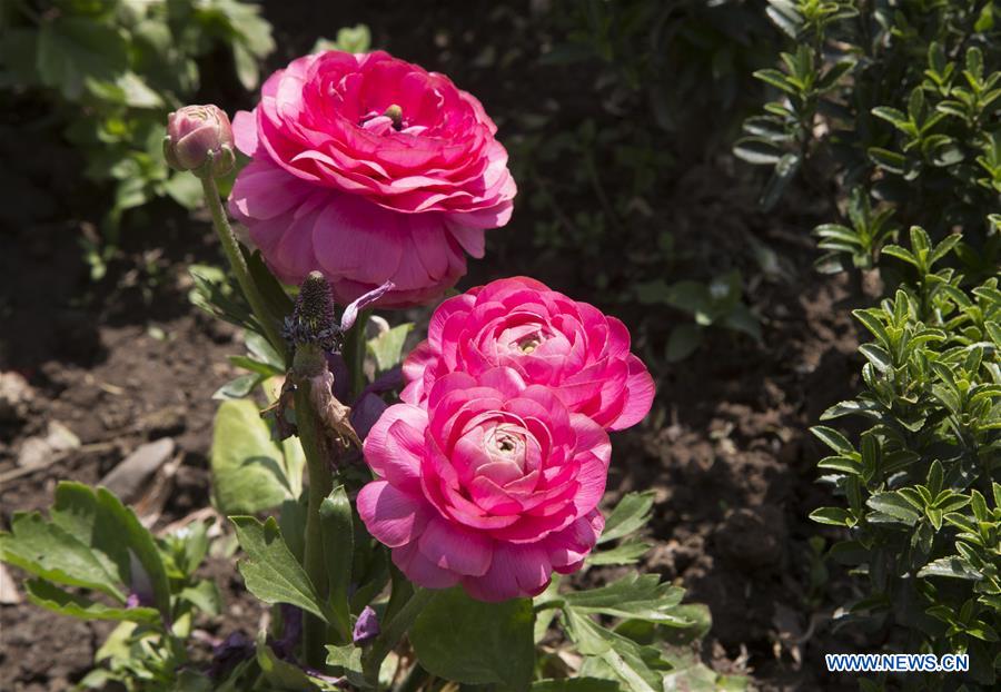 KASHMIR-SRINAGAR-FLOWER-SCENERY