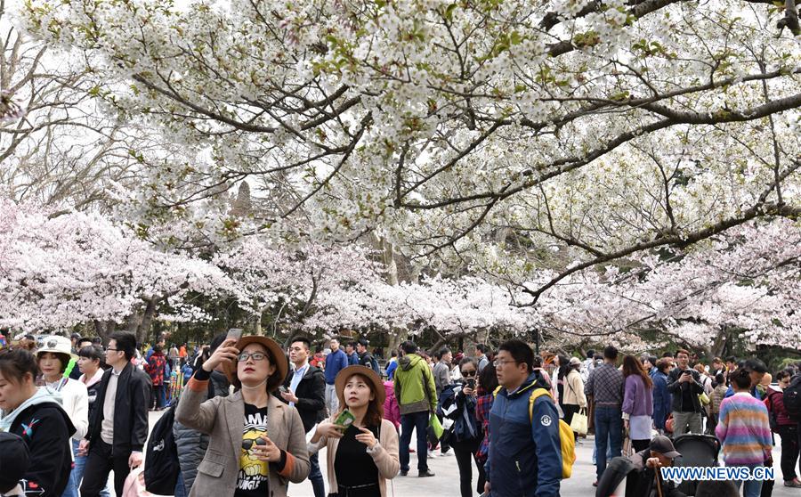 #CHINA-QINGDAO-CHERRY BLOSSOMS (CN)