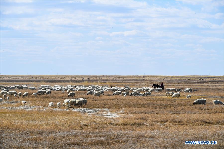 CHINA-INNER MONGOLIA-HULUN BUIR-LAMB (CN)