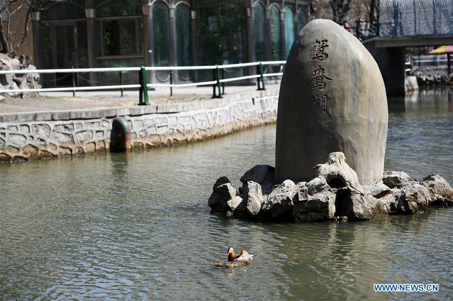 CHINA-HEILONGJIANG-HARBIN-SPRING-MANDARIN DUCK (CN)