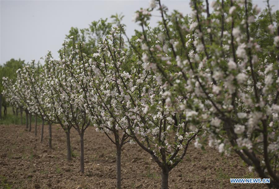 KASHMIR-SRINAGAR-TREES-BLOSSOM