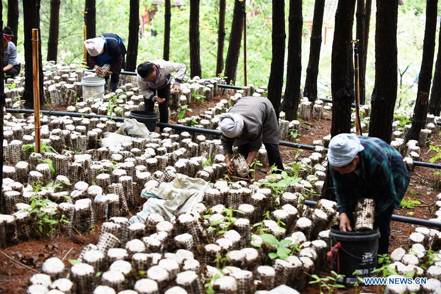 CHINA-GUIZHOU-JIANHE-AGRICULTURE-EDIBLE FUNGI (CN)