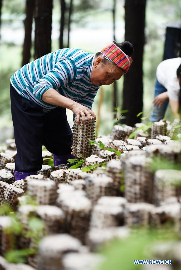 CHINA-GUIZHOU-JIANHE-AGRICULTURE-EDIBLE FUNGI (CN) 