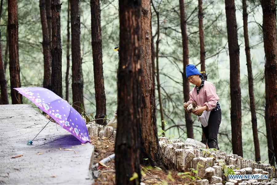 CHINA-GUIZHOU-JIANHE-AGRICULTURE-EDIBLE FUNGI (CN)