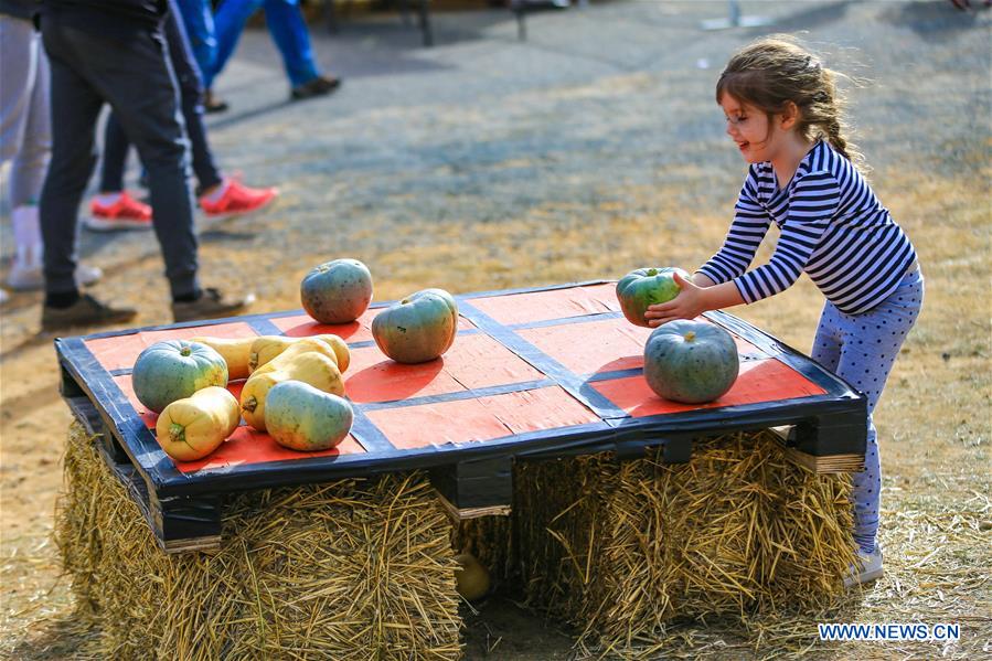 AUSTRALIA-COLLECTOR-PUMPKIN FESTIVAL