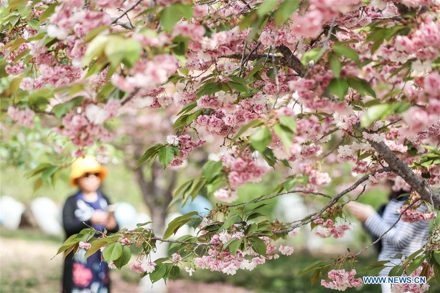 CHINA-DALIAN-CHERRY BLOSSOM (CN)