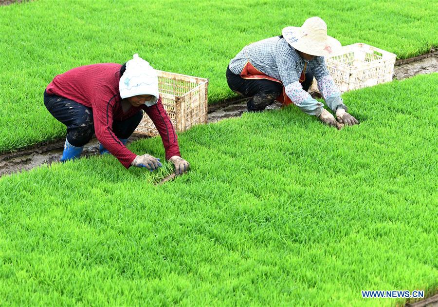 CHINA-ANHUI-QUANJIAO-AGRICULTURE (CN)