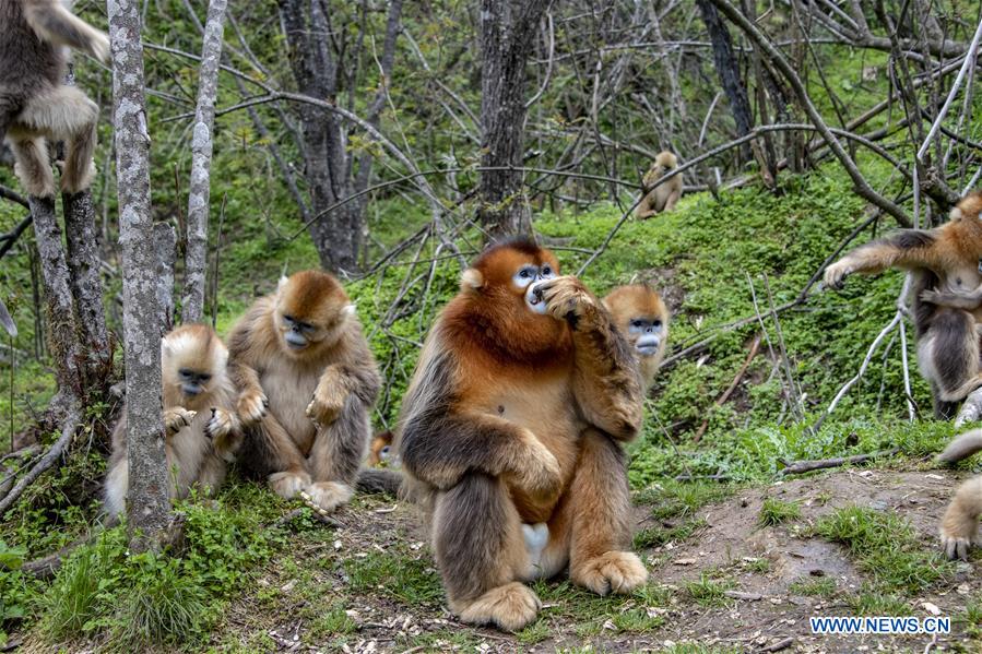 CHINA-HUBEI-SHENNONGJIA-GOLDEN MONKEY (CN)