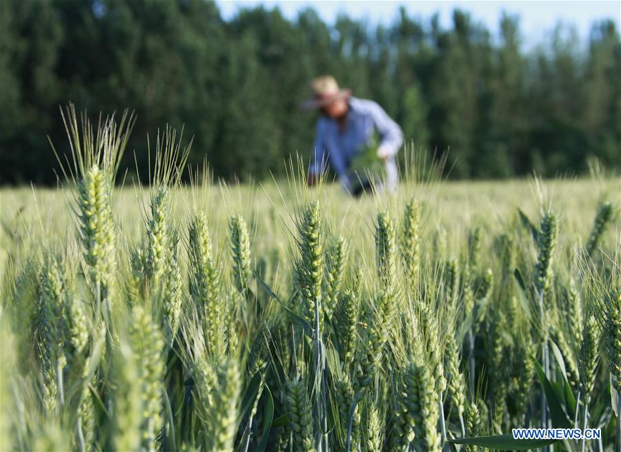 #CHINA-SUMMER-FARMING (CN)