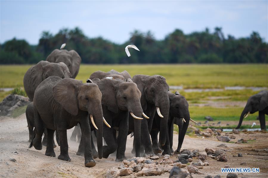 KENYA-AMBOSELI NATIONAL PARK-ANIMAL