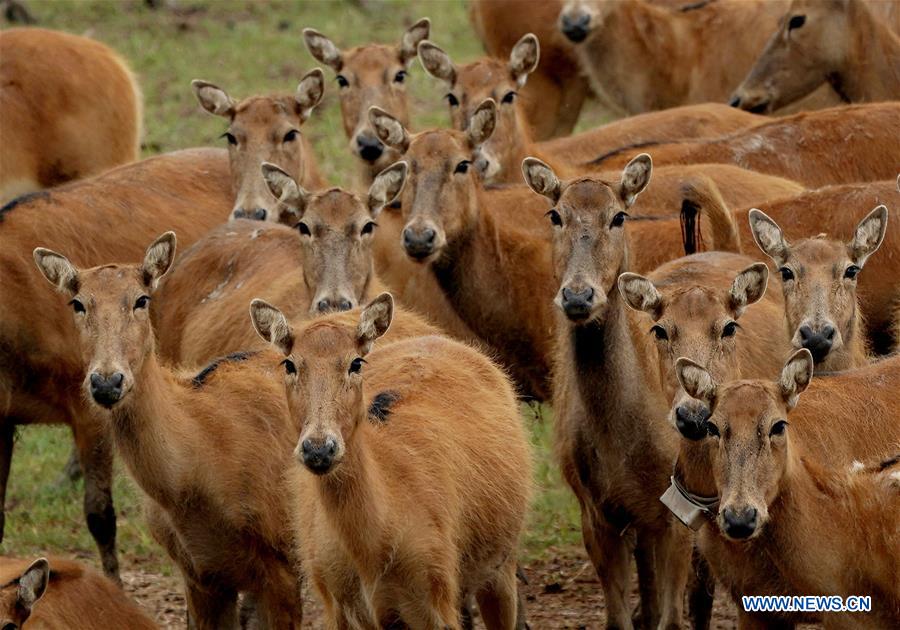 CHINA-JIANGSU-MILU NATIONAL NATURE RESERVE-POPULATION-GROWTH (CN)