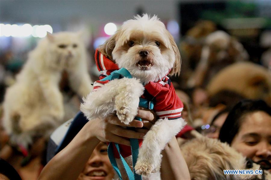 PHILIPPINES-PASAY-DOG AND CAT EXPO