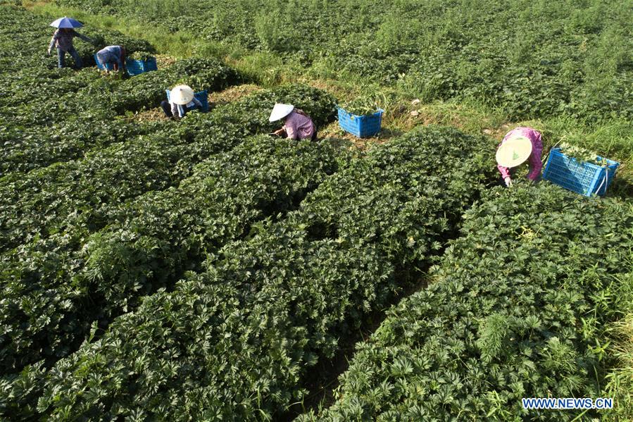 CHINA-ZHEJIANG-AGRICULTURE-HERB-ORIENTAL MOTHERWORT-HARVEST (CN)