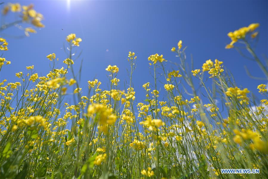 CHINA-QINGHAI-MENYUAN-COLE FLOWER FIELDS (CN)