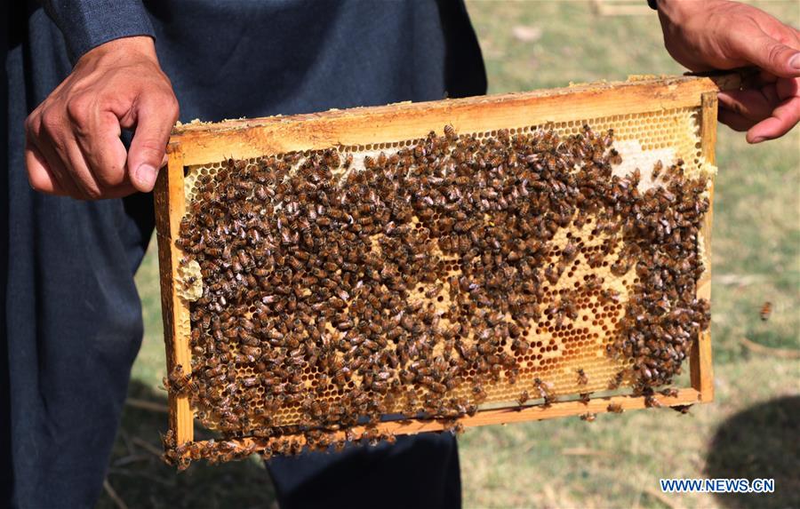 AFGHANISTAN-BAGHLAN-BEE FARM