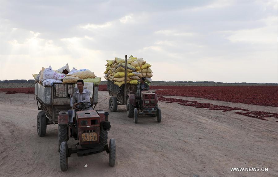 CHINA-GANSU-GAOTAI-RED PEPPER-HARVEST(CN)