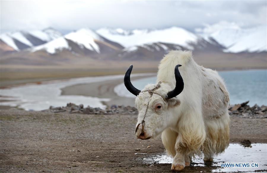 CHINA-TIBET-NAM CO LAKE-SCENERY (CN)