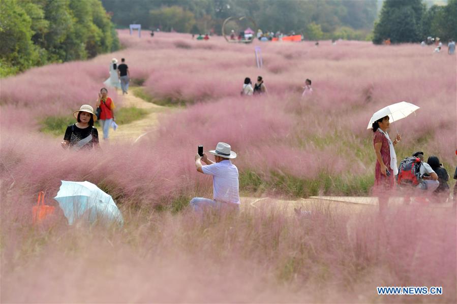 CHINA-JIANGXI-NANCHANG-PINK GRASS-TOURISM (CN)