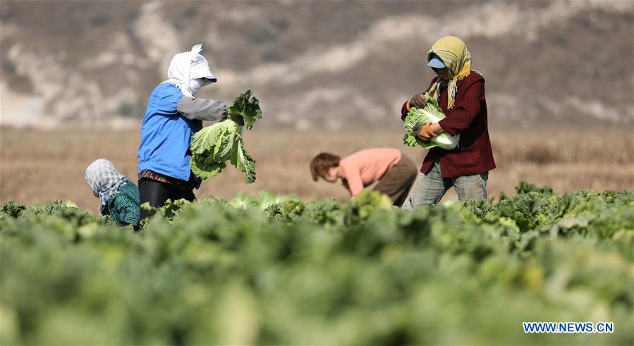 CHINA-LIAONING-ANSHAN-HARVEST (CN)