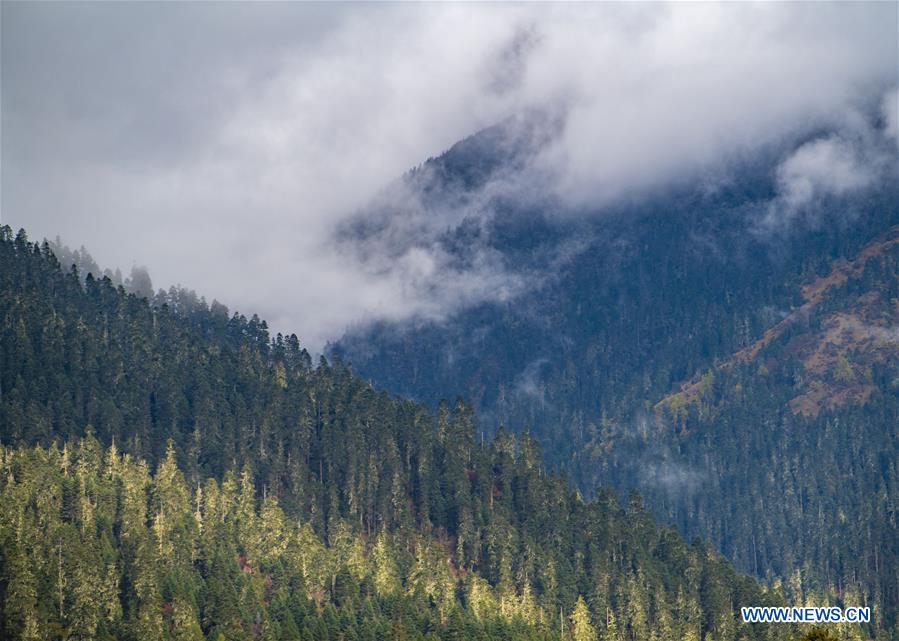 CHINA-TIBET-LULANG-SCENERY (CN)