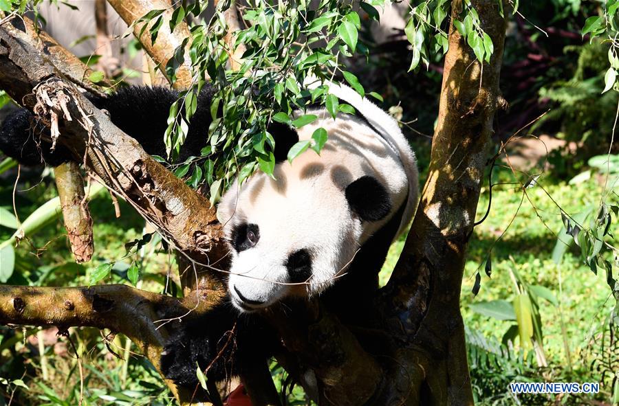 CHINA-HAIKOU-GIANT PANDAS-WINTER ACTIVITY (CN)