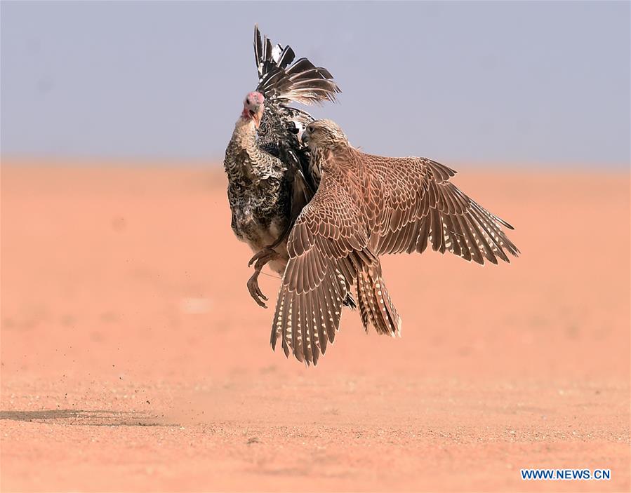 KUWAIT-JAHRA GOVERNORATE-FALCONS-HUNTING-SHOW