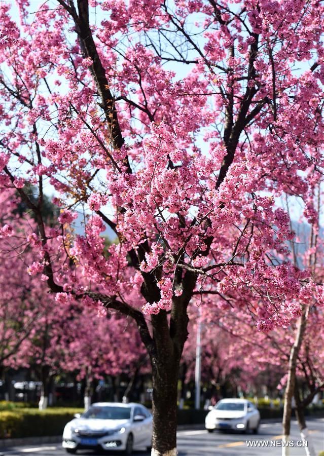 CHINA-YUNNAN-KUNMING-CHERRY BLOSSOM (CN)