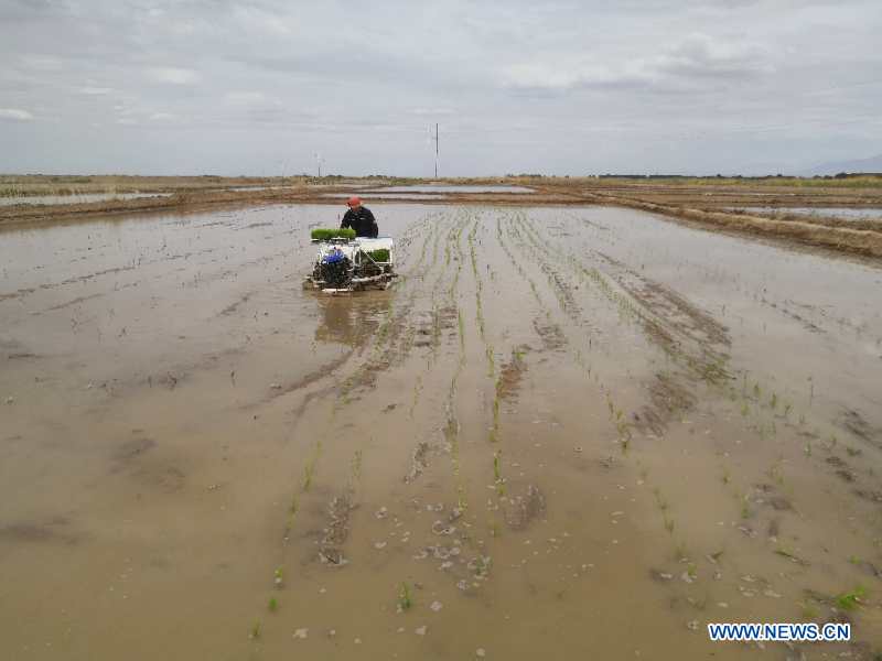 CHINA-QINGHAI-RICE-PLANTING(CN)