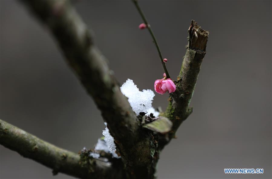 #CHINA-WINTERSWEET BLOSSOMS (CN)