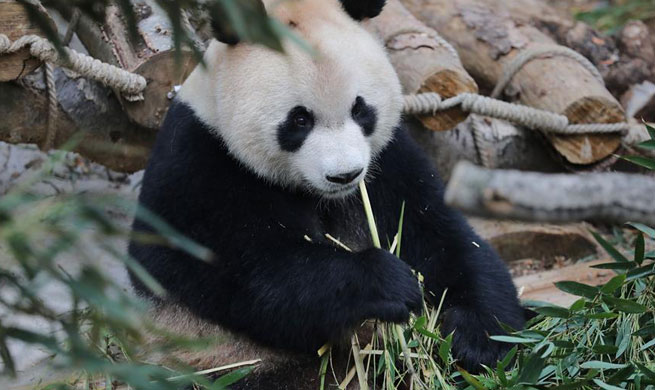 Overseas-born pandas meet public in southwest China