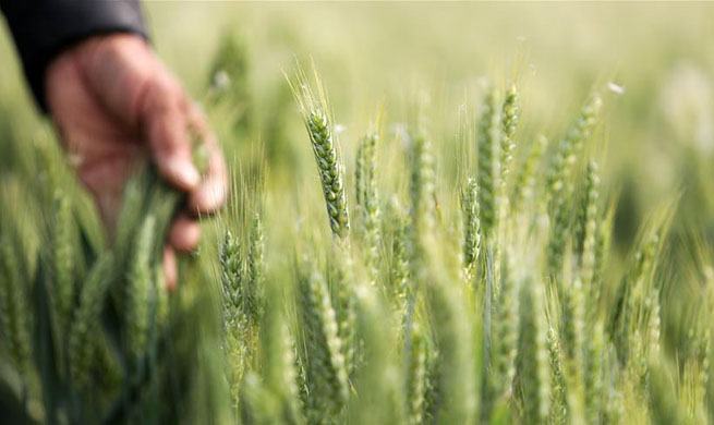 In pics: summer farm work across China