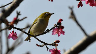 Spring comes to southern China