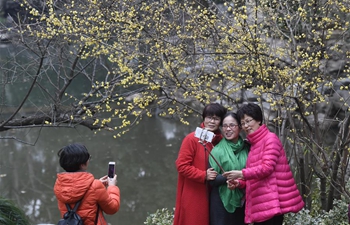 Plum blossoms seen in Hangzhou, E China's Zhejiang