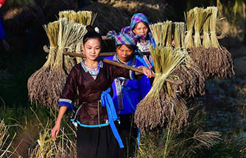 Purple glutinous rice harvested in China's Guangxi