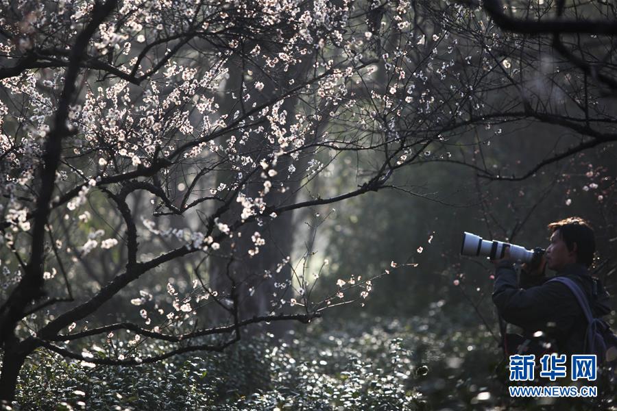 #（社会）（2）江苏南京：梅花绽放引客来