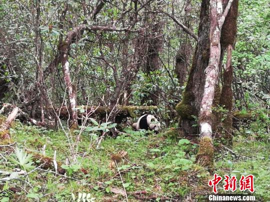 四川黄龙自然?；で?次发现野生大熊猫踪迹